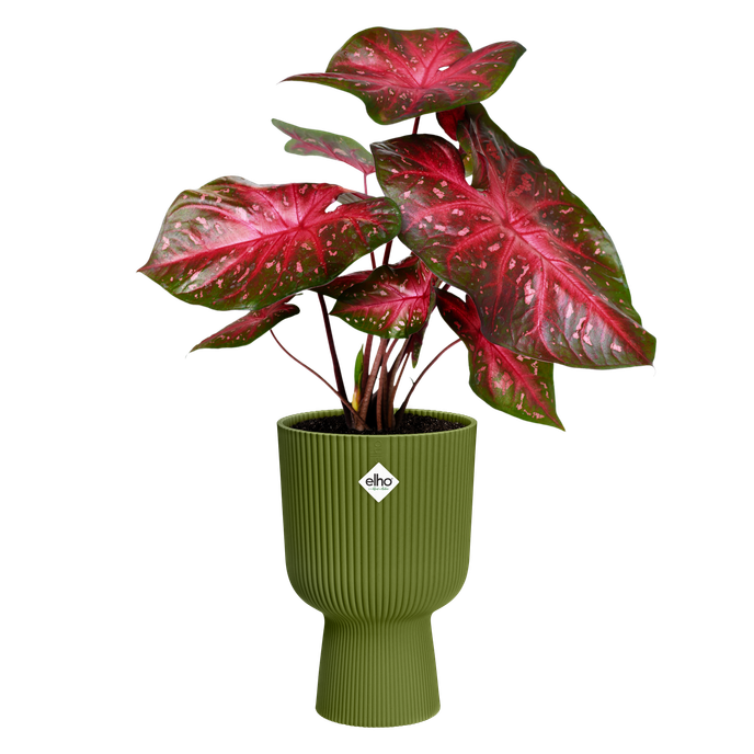 vibes fold coupe 14cm verde helecho